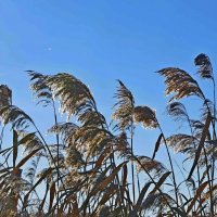 На озере :: Сергей Швечков