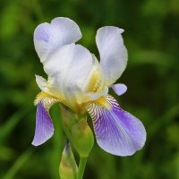 Июнь - время ирисов :: Светлана 