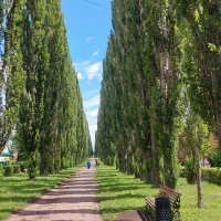Пирамидальные тополя :: Сергей Швечков