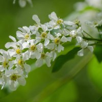 *** :: Виктор Иванович Чернюк