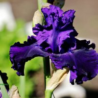 Фиолетовый ирис. :: Восковых Анна Васильевна Фиолетовый ирис. :: Восковых Анна Васильевна