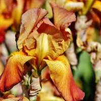 Рыжий ирис. :: Восковых Анна Васильевна 