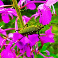 Июль..Жук на цветке иван-чая! :: Владимир 