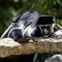 Восточный колобус. :: Alexander Amromin