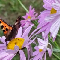 Ветер :: Валентина Богатко 