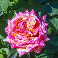 Роза :: Анатолий Чикчирный