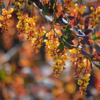 Барбарис :: Татьяна Лютаева