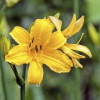 После летнего душа :: Валерий Иванович После летнего душа :: Валерий Иванович