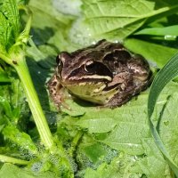 Ивана что то не видно :: Валентина Богатко 