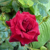 Алая роза :: Валентин Семчишин Алая роза :: Валентин Семчишин