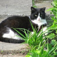 В саду лучше, чем дома :: Людмила Смородинская В саду лучше, чем дома :: Людмила Смородинская