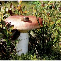 Сыроежки :: Aleksandr Gal