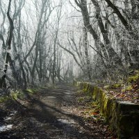 Утром осенним... :: Юрий Цыплятников Утром осенним... :: Юрий Цыплятников