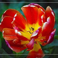 Цветение :: Владимир Кроливец