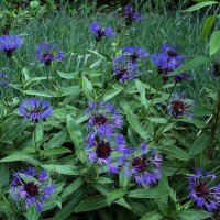 Василёк горный :: Рита Симонова