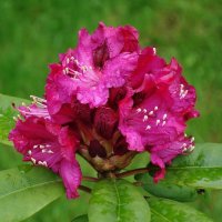 Рододендрон :: Рита Симонова