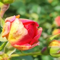 ,,, :: Сергей Тимоновский