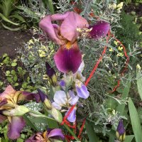 Ирисы :: Oleg4618 Шутченко Ирисы :: Oleg4618 Шутченко