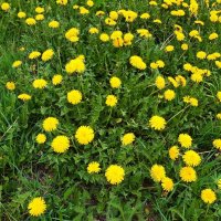 Вот и лето пришло :: Галина Минчук