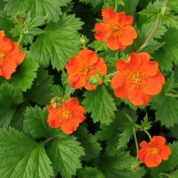 Гравилат :: Ольга Довженко Гравилат :: Ольга Довженко