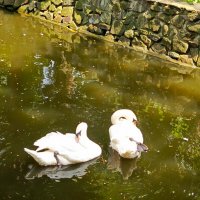 Лебеди :: Татьяна Пальчикова