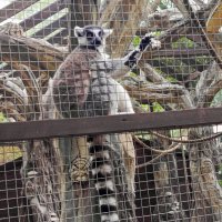 Зоопарк в Парке Лога :: Татьяна Пальчикова Зоопарк в Парке Лога :: Татьяна Пальчикова