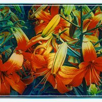 Цветение :: Владимир Кроливец Цветение :: Владимир Кроливец