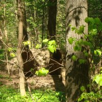 Там леший бродит... :: Галина 