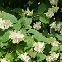 "Расцвёл чубу́шник. Весь усыпан снегом" :: Ирэн 