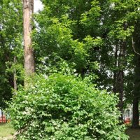 А у нас во дворе :: Ирэн 