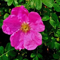 Розовый шиповник :: Светлана 