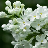 White Lilac | 12 :: Sergey Sonvar