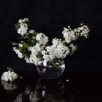 Боярышник :: Надежда Куркина 