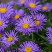 Астра. :: Sergey (Apg)