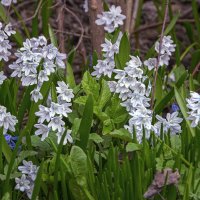 Первоцветы :: Aleksey Afonin