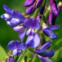 ** :: Владимир Безбородов ** :: Владимир Безбородов