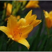 цветок :: ставил 