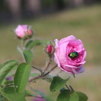 Лето. :: Венера Чуйкова Лето. :: Венера Чуйкова