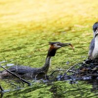 ** :: Зинаида Манушкина