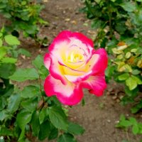 На городском газоне :: Нина Бутко На городском газоне :: Нина Бутко