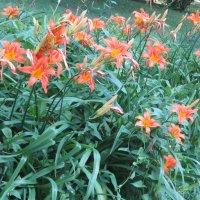 Лилейник :: Дмитрий Никитин