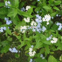 Белые и голубые :: Дмитрий Никитин