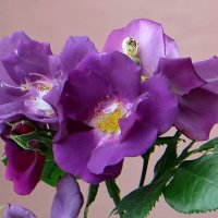 То ли роза, то ли шиповник :: Татьяна Смоляниченко То ли роза, то ли шиповник :: Татьяна Смоляниченко