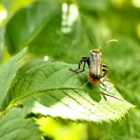 Солдатик :: Светлана 13.06.