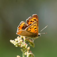 из снятого сегодня  3 :: Александр Прокудин