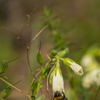 Шмель :: Андрей + Ирина Степановы