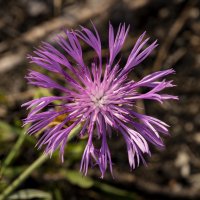 Сиреневый :: Андрей + Ирина Степановы