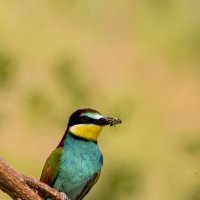 *** :: Валерий Черняк