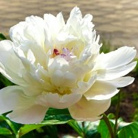 Пион на городской клумбе. :: Милешкин Владимир Алексеевич 