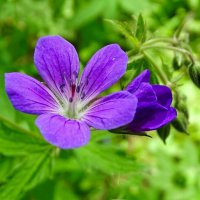 Герань луговая. :: Милешкин Владимир Алексеевич 